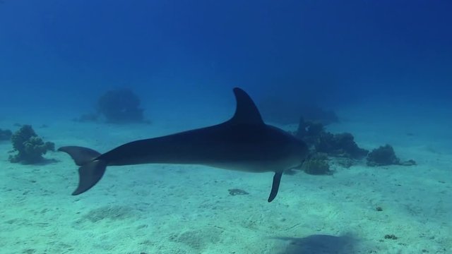 Delfin Kalb spielt und schwimmt