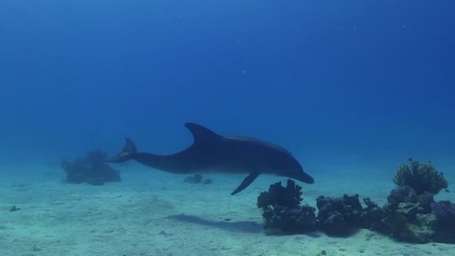 Delfin Kalb spielt und schwimmt