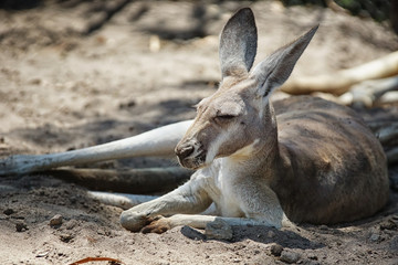 Red Kangaroo, Macropus rufus