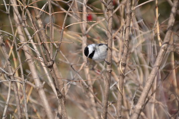 Chickadee in a Tree 4