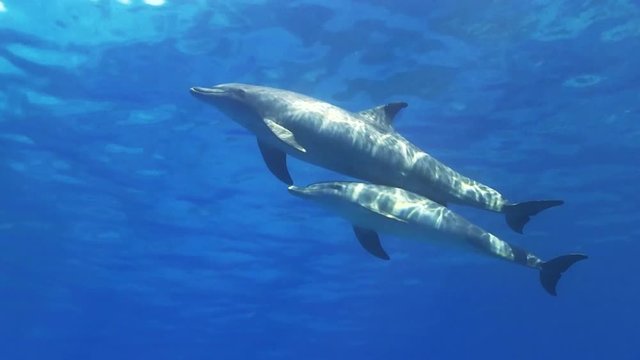 Delfin Mutter schwimmt mit Kalb an der Oberfläche und kommt hoch zum Luftholen, 