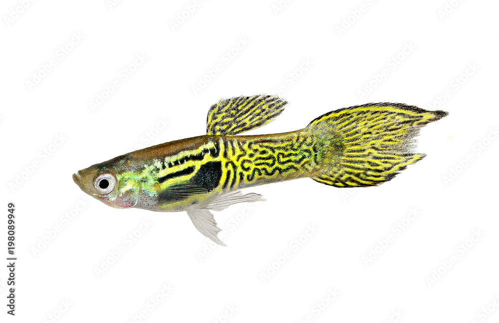 Canvas Prints endler guppy poecilia reticulata colorful rainbow tropical aquarium fish - Canvas Prints