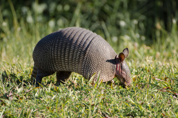 Florida Armadillo