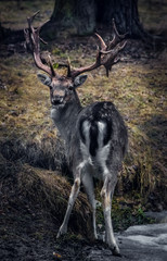 Naklejka na ściany i meble Horned Deer in the forest in Bialowieza Forest