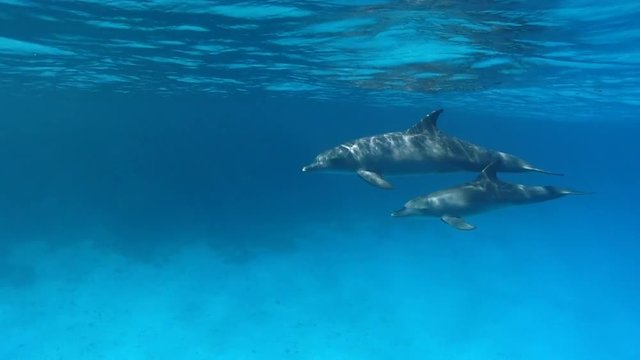 Delfinmutter schwimmt mit Baby im Flachwasser mit Sonnenstrahlen im Roten Meer