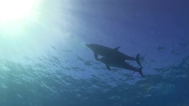 Delfin Mutter schwimmt mit Kalb an der Oberfläche und kommt hoch zum Luftholen, mit Sonne als Hintergrund 