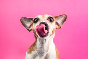 Licking cute dog on pink background. Hungry face. Want delicious pet food
