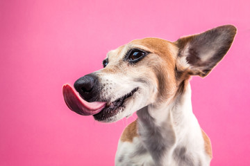 Licking dog profile view from the side. Smiling satisfied happy pet. Jack russell terrier on bright...