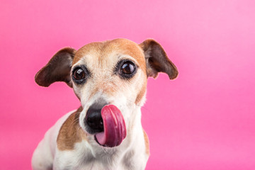 Dog face waiting for delicious lunch food. Bright pink background. Pet with long tongue