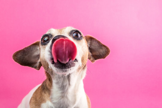 Bully dog Jack Russell terrier with long tongue. Funny pe portrait on pink background