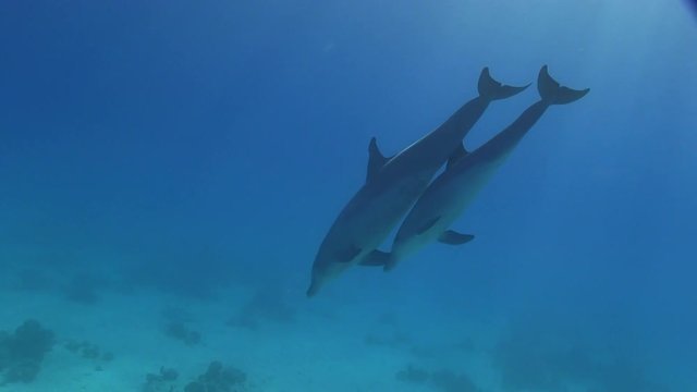 Delfin Mutter schwimmt mit Baby im Roten Meer