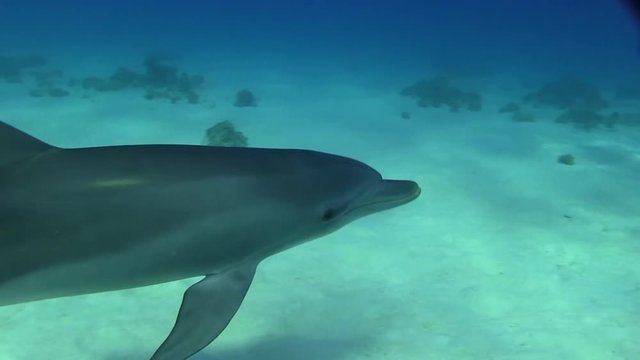 Delfinbaby wimmt schnell und spielt im Roten Meer