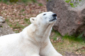 a head portrait of an ice bear