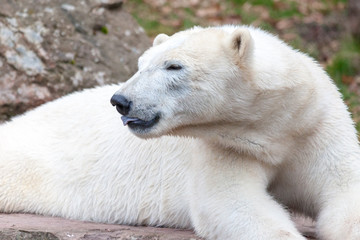 a head portrait of an ice bear
