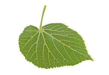Linden leaf isolated on a white background