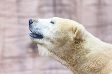 Fototapeta na wymiar a head portrait of an ice bear
