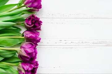 Purple tulips on white background