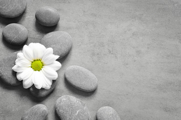 Fototapeta na wymiar Set of white flower on pebble