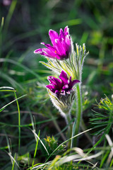 Purple anemone in the grass in sinlight