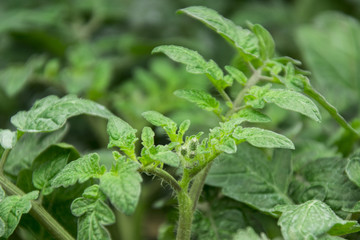 Tomatoes seedlings