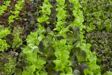 Green and red lettuce seedlings, spring cultivation