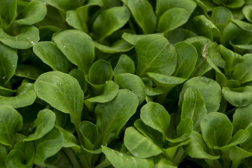 Green chicory seedlings organic gardening