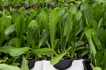 Green chicory seedlings organic gardening