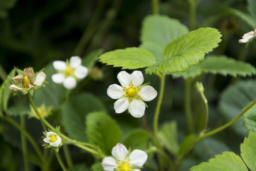 Strawberry seedling, spring grdening