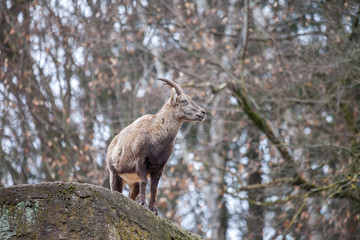 Naklejka na ściany i meble an brown ibex in a stone park