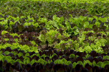 Green and red lettuce seedlings, spring cultivation