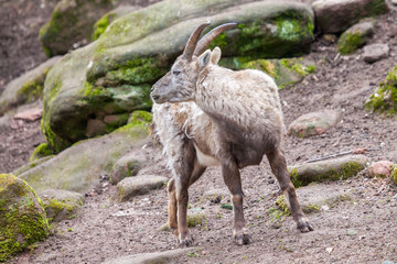 an brown ibex in a stone park