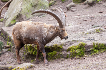 an brown ibex in a stone park