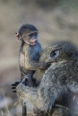 Baboon, mother and son, South Africa