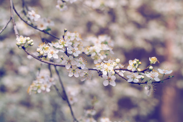Fruit tree blossom
