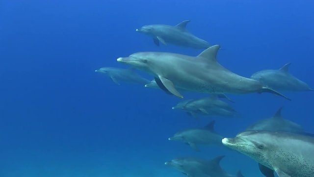 Delfingruppe mit mehr als 10 Tieren schwimmt vorbei im Roten Meer