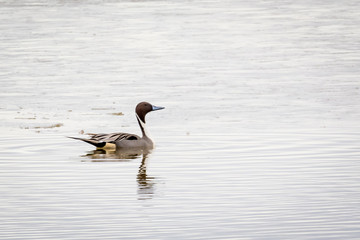 Northern Pintail