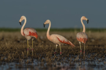 Flamingos, Patagonia Argentina