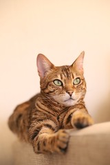 Beautiful bengal cat
