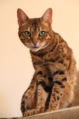Beautiful bengal cat