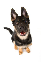 Schäferhundwelpe isoliert auf weißem Hintergrund