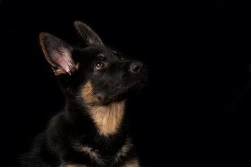 Schäferhundwelpe auf schwarzem Hintergrund sieht nach oben