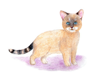 Siamese cat. Portrait of a kitten. Watercolor illustration. Lovely kitten of a Siamese cat. Domestic cat. Prints, use as illustrations in books and more.