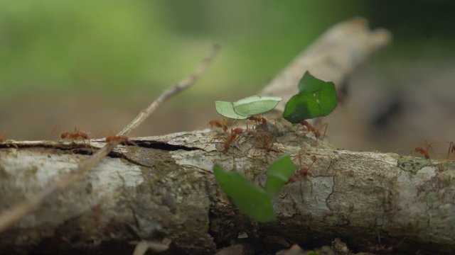 Leafcutter Ants, Close Up, Costa Rica (180fps Slow Motion)