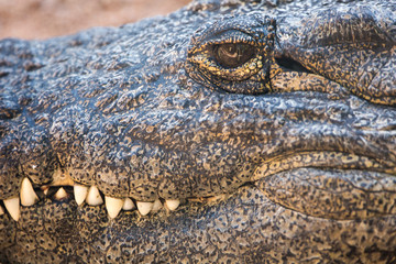 detailed portrait of the eyes and mouth of a crocodile (Crocodylidae)
