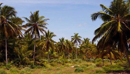 Obraz na płótnie Canvas The tropical forest, palm trees on the beach background of palm trees.