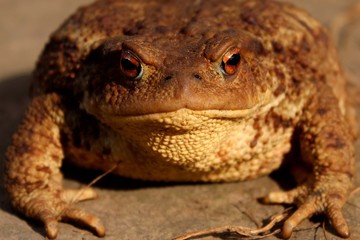 Close up of european common brown toad (bufo)