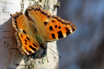 Butterfly the small tortoiseshel (Aglais urticae L.) sits on a birch tree