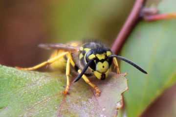 European common wasp (Vespula vulgaris) sits on a leaf