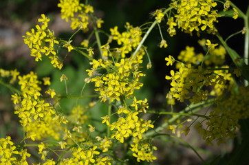 Yellow small flowers