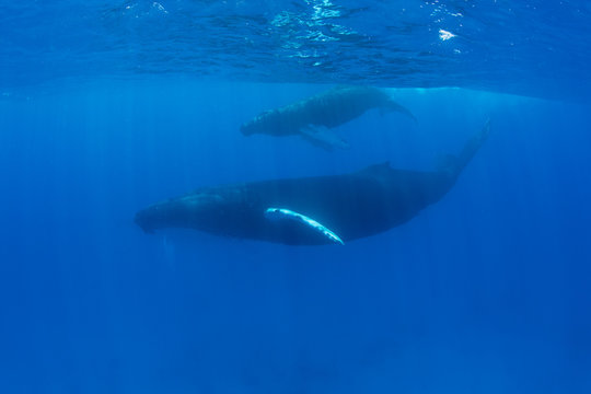 Humpback Mother and Calf in Blue Water